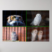 フール ポスター (正面)