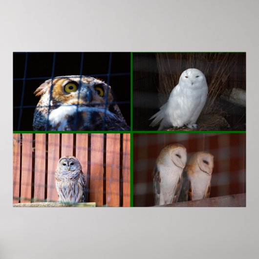 フール ポスター (正面)