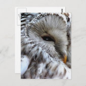 フール ポストカード (正面/裏面)