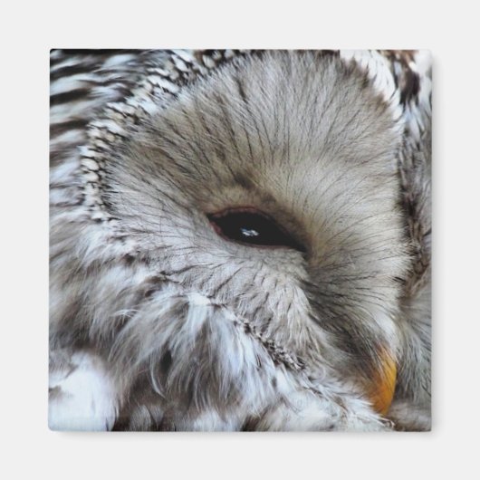 フール マグネット (正面)