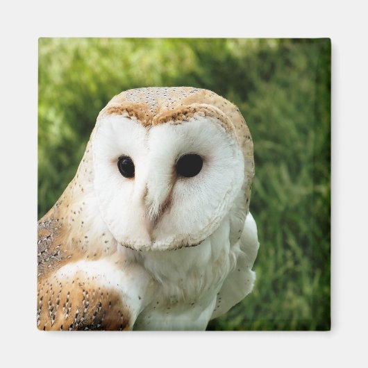 フール マグネット (正面)