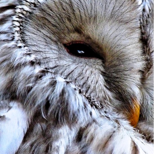 フール 缶バッジ