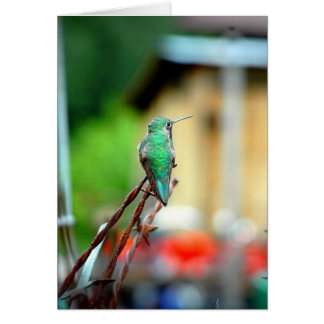 ブエナ・ヴィスタコロラド州のハチドリカード