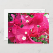 ブガンビラ ポストカード (正面/裏面)