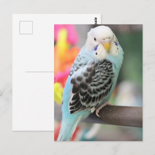 ブジー ポストカード (正面/裏面)