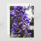 ブス ポストカード (正面/裏面)