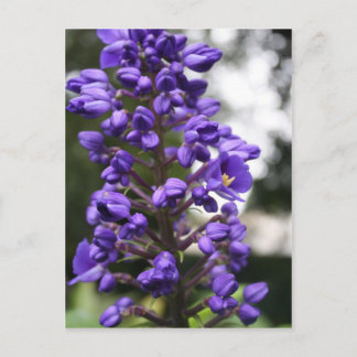 ブス ポストカード