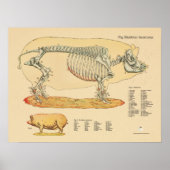 ブタ獣医の骨格解剖図 ポスター (正面)