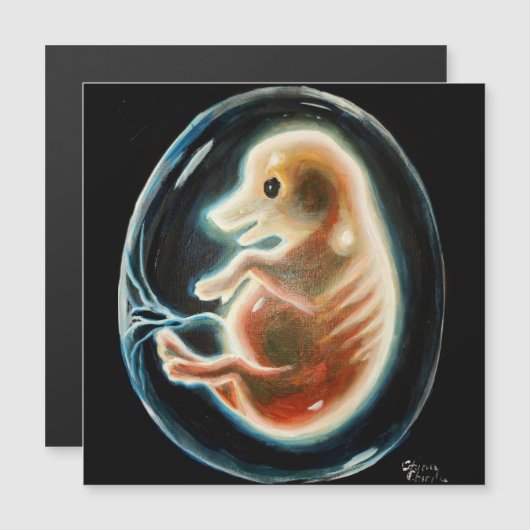 ブタ胚 (正面/裏面)