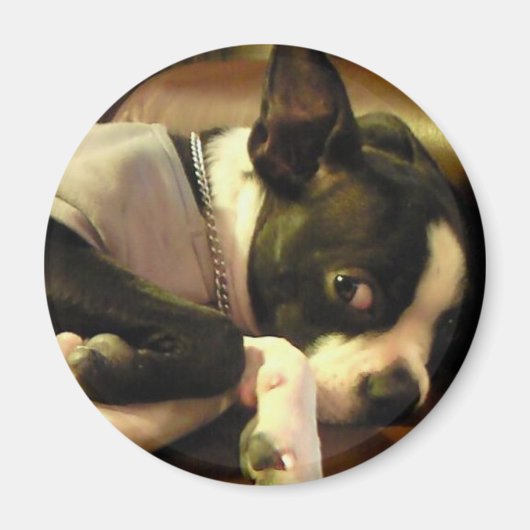 ブチ　マグネット　丸 マグネット (正面)