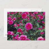 ブッかわいらしシュのバラ ポストカード (正面/裏面)