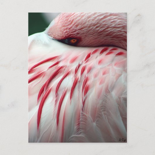 ブックのプレビュー ポストカード (正面)