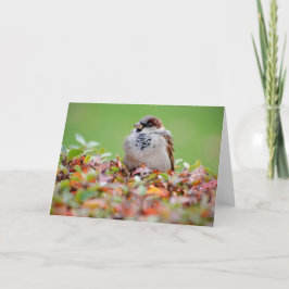 ブッシュのスパロー カード