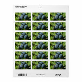 ブッシュのブルーベリー ラベル (フルシート)