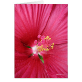 ブッシュを開花しているムクゲ