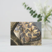 ブッシュマスター ポストカード (スタンド正面)