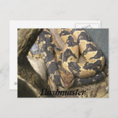 ブッシュマスター ポストカード (正面/裏面)