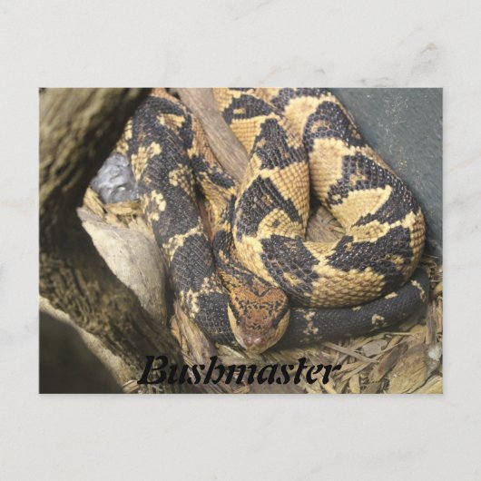 ブッシュマスター ポストカード (正面)