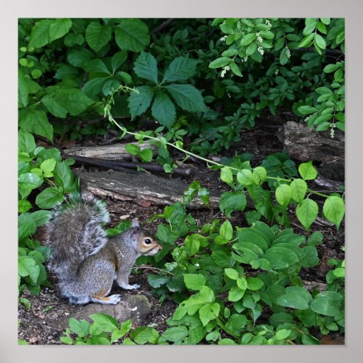 ブッシュ入りリスのポスター ポスター (正面)