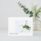 ブッシュ・クリケット・ポストカード ポストカード (スタンド正面)