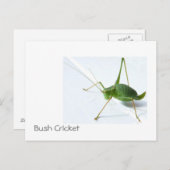 ブッシュ・クリケット・ポストカード ポストカード (正面/裏面)