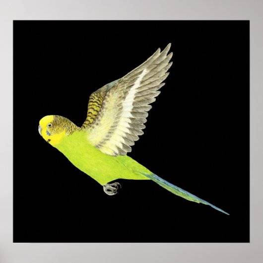 ブッジェリ飛んでいるガー – Melopsittacus undulatus ポスター (正面)