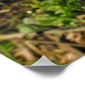 ブッダズハンドシトロン ポスター (角)