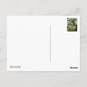 ブッダバリ ポストカード (裏面)