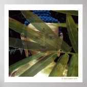 ブッダ竹 ポスター (正面)