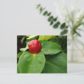 ブトンルージュ – マルティニーク， FWI ポストカード (スタンド正面)