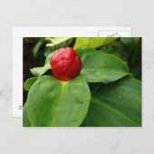 ブトンルージュ – マルティニーク， FWI ポストカード (正面/裏面)