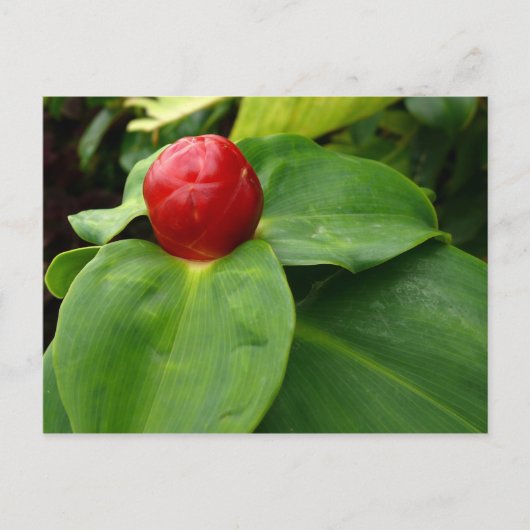 ブトンルージュ – マルティニーク， FWI ポストカード (正面)