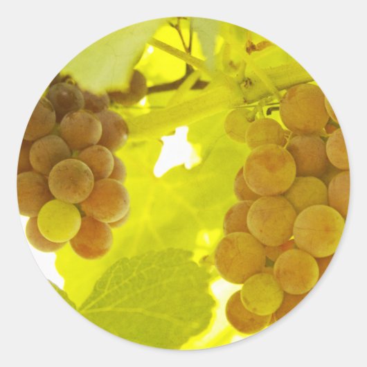ブドウつる植物ファインアート ラウンドシール (正面)