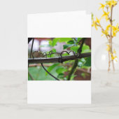 ブドウつる植物 カード (黄色い花)