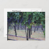 ブドウつる植物 ポストカード (正面/裏面)