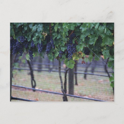 ブドウつる植物 ポストカード (正面)