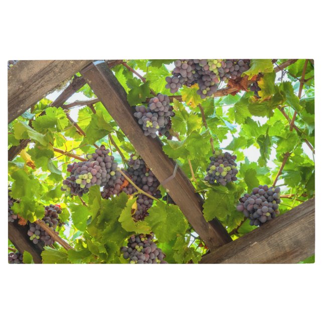 ブドウつる植物 メタルプリント (正面)