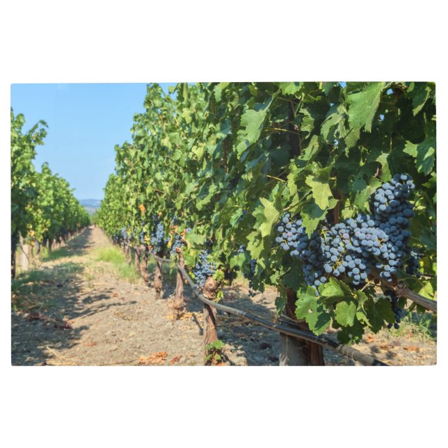 ブドウつる植物 メタルプリント (正面)