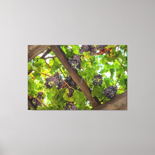 ブドウのつる植物 キャンバスプリント (正面)