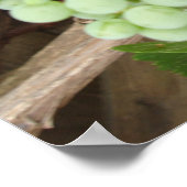 ブドウのつる植物 ポスター (角)