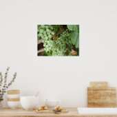 ブドウのつる植物 ポスター (キッチン)