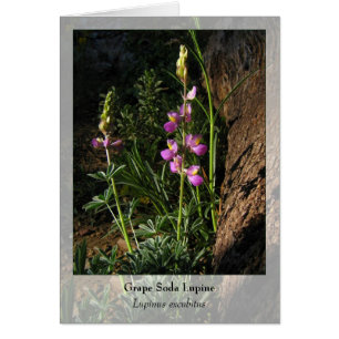 ブドウのソーダLupine -原産のNotecard