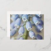 ブドウのヒヤシンスの花 箔シーズンポストカード (正面/裏面)