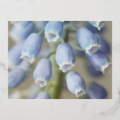 ブドウのヒヤシンスの花 箔シーズンポストカード (正面)