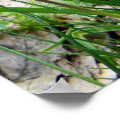 ブドウのヒヤシンス….. ポスター (角)