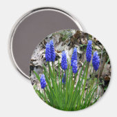 ブドウのヒヤシンス… マグネット (正面/裏面)