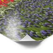 ブドウのヒヤシンス、水仙、および フォトプリント            (角)