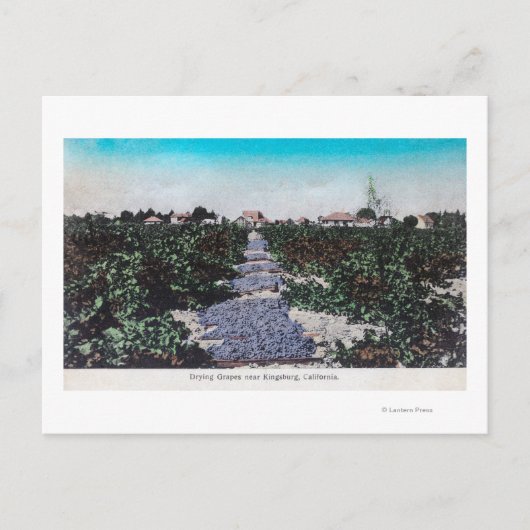 ブドウのブドウのシーン乾燥キングスバーグ, CA ポストカード (正面)