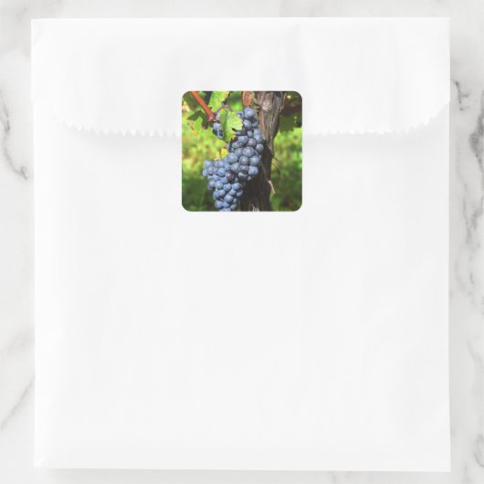 ブドウの束は、と一緒につる植物で熟した スクエアシール (バッグ)