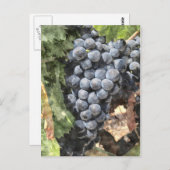 ブドウの束 ポストカード (正面/裏面)
